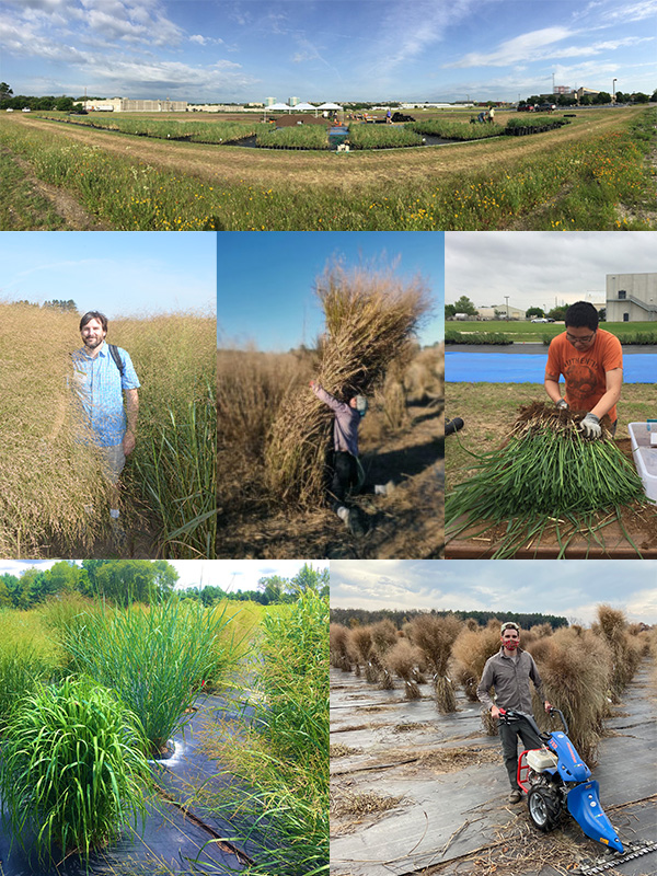 A photo collage of switchgrass fields, researchers among switchgrass, harvesting and sorting the brushy green plant.